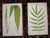 Printmaking Materials Antique 19th Century Botanical Fern Wood Engravings - Set of 12 For Sale - Image 7 of 8