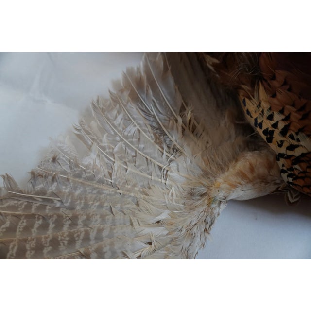 Taxidermy Pheasant in Mid Flight For Sale - Image 13 of 14