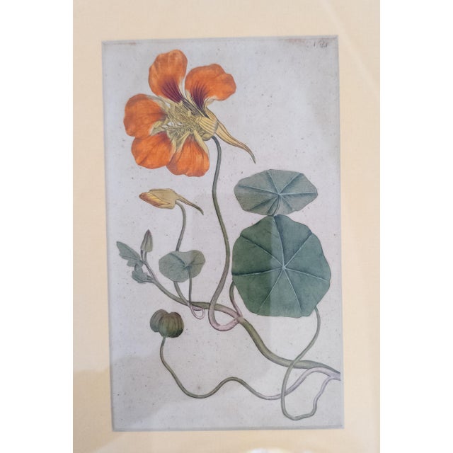 18th Century German Hand Colored Botanical Copper Engraving Print of Nasturtium For Sale - Image 11 of 12