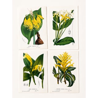 Antique Louis Van Houtte Botanical Lithographs, C. 1850 – Hand-Colored Plates, Coordinated Color Grouping (Group A) - Set of 4 For Sale
