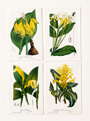 Antique Louis Van Houtte Botanical Lithographs, C. 1850 – Hand-Colored Plates, Coordinated Color Grouping (Group A) - Set of 4