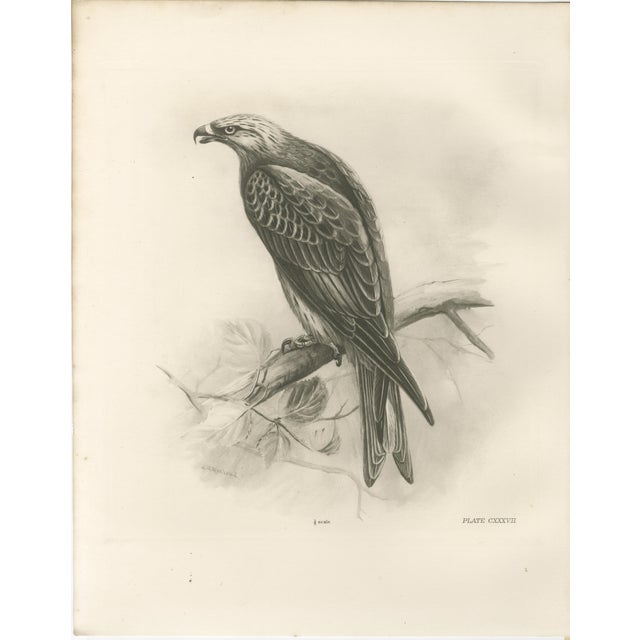 Lilian M. Medland, Honey Buzzard Bird, 1908, Monochrome Ornithological Plates, Set of 2 For Sale - Image 4 of 11