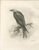Lilian M. Medland, Honey Buzzard Bird, 1908, Monochrome Ornithological Plates, Set of 2 For Sale - Image 4 of 11