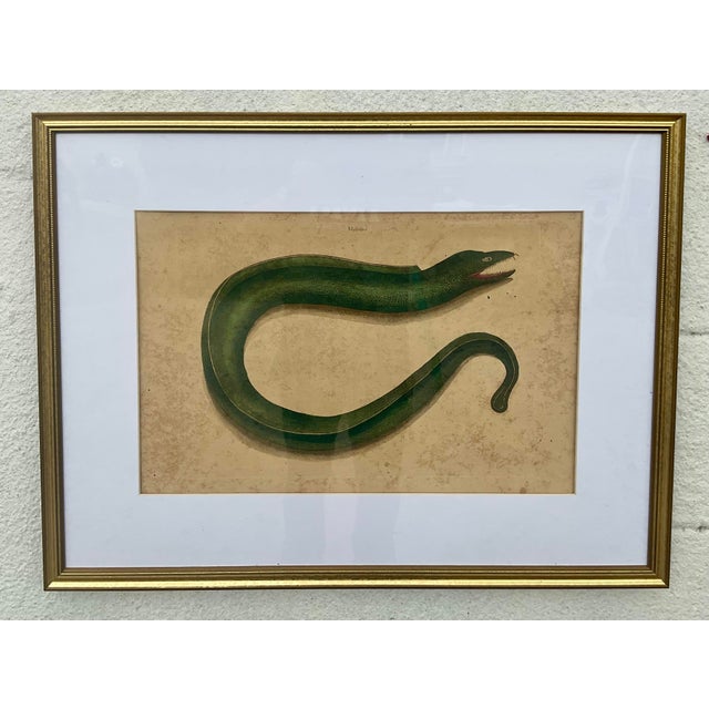 18th Century Framed Engravings by Mark Catesby, Set of Nine Natural History Art For Sale - Image 10 of 17