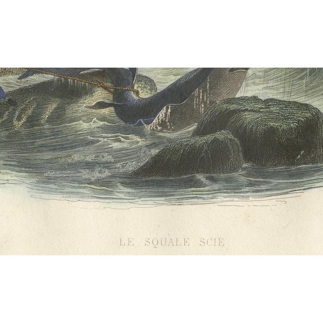 After Édouard Traviès, Le Squale Scie (Sawfish), 1840, Hand-Colored Engraving For Sale - Image 8 of 9