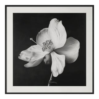 20" X 20" - 'Nutmeg Flower' - Black and White Botanical Photography Print For Sale
