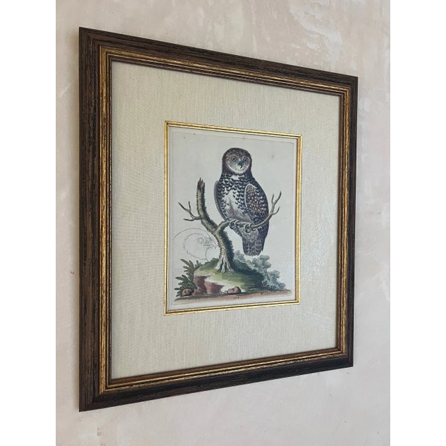 Sculpture Materials 18th Century Hand Colored Engravings by George Edwards, Set of 2 For Sale - Image 7 of 12