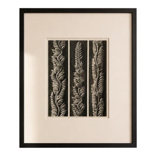 1942 Karl Blossfeldt Photogravure — Plate 95, Wunder in Der Natur For Sale