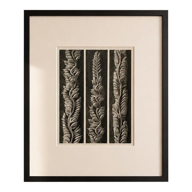 1942 Karl Blossfeldt Photogravure — Plate 95, Wunder in Der Natur For Sale