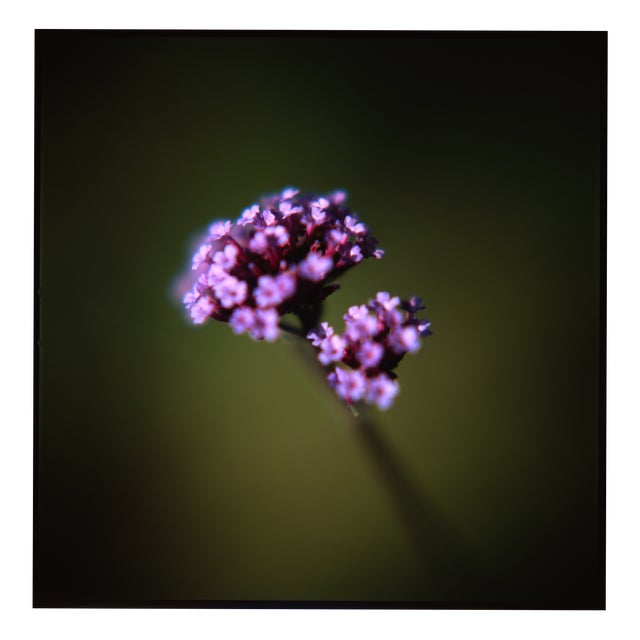 Paul Cooklin, Verbena, Suffolk, Edition of 50 For Sale