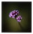 Paul Cooklin, Verbena, Suffolk, Edition of 50 For Sale