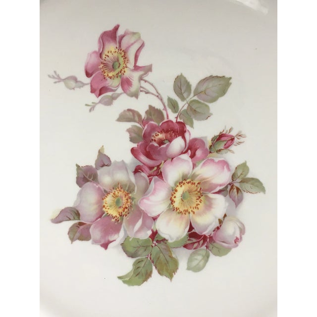 A charming group of wild roses in shades of pink amongst pale green leaves on a simple white background in a circle of...