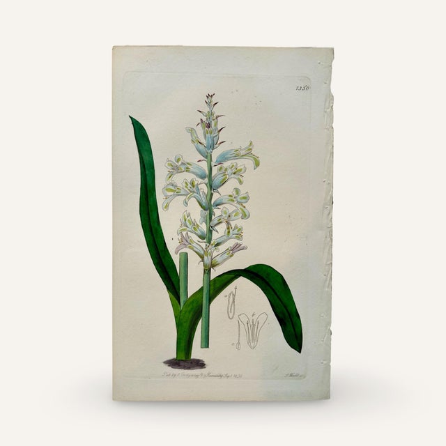 This set of 3 hand colored copper plate engravings is an instant collection. Archivally matted, if they were framed, they...