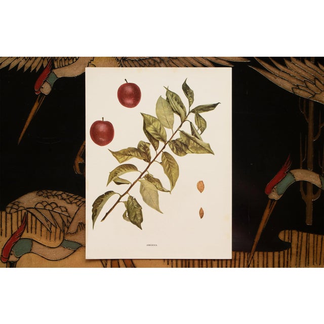 1900s U. P. Hedrick, Original Antique Photogravure of America Plums For Sale In Dallas - Image 6 of 7