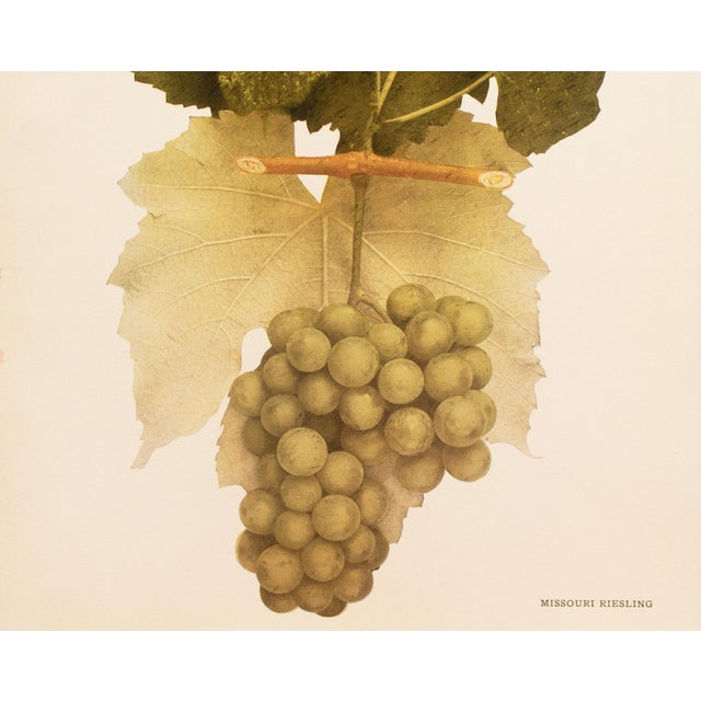 1900s U. P. Hedrick, Original Antique Photogravure of Missouri Riesling For Sale - Image 4 of 7