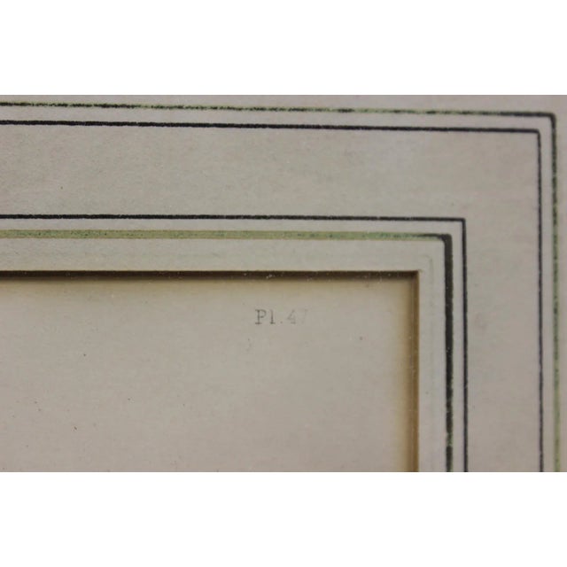 19th C. "Dahlias" Color Plate For Sale In New York - Image 6 of 6