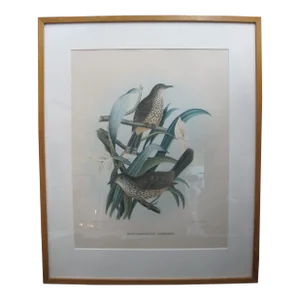 Daniel Giraud Elliot Hand Tinted C1869 Cinereus Thrush Framed Lithograph