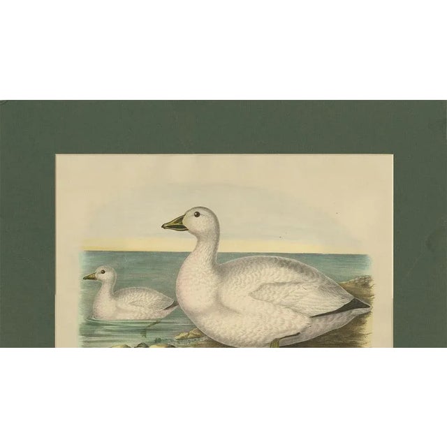 After D. G. Elliot, Cassin's Snow Goose, 1869, Print For Sale - Image 4 of 9