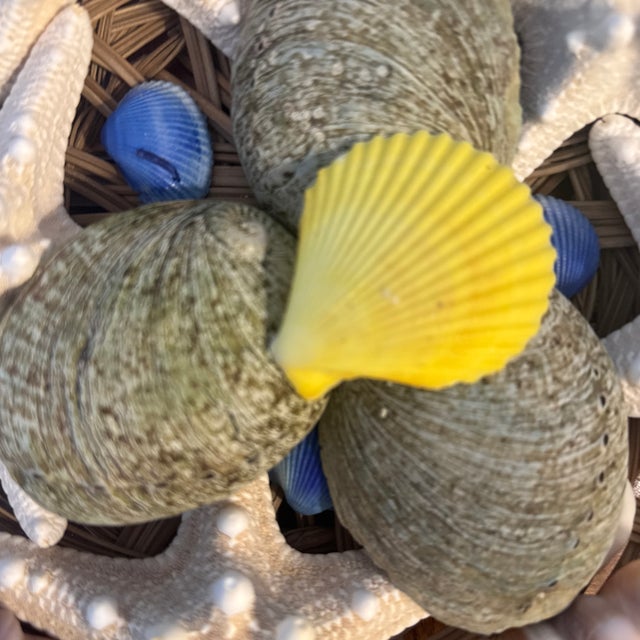 2020s Curated Maritime Still Life: An Assemblage of Pristine Specimen Seashells and Starfish in Woven Tray For Sale - Image 5 of 8