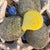 2020s Curated Maritime Still Life: An Assemblage of Pristine Specimen Seashells and Starfish in Woven Tray For Sale - Image 5 of 8
