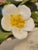 Fine Bone China Hand Modelled Hand Painted Aynsley England Radnor Staffordshire Bouquets For Sale - Image 4 of 12