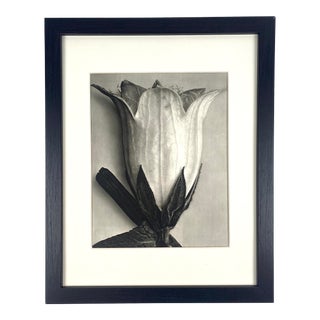 1940s Framed Botanical Blossfeldt Print - No. 45 For Sale