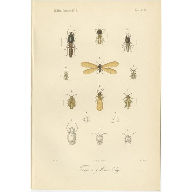 P. W. M. Trap, Sumatra Dragonfly and Insect Fauna Studies, 1887, Lithographs on Paper, Set of 6 For Sale - Image 4 of 10