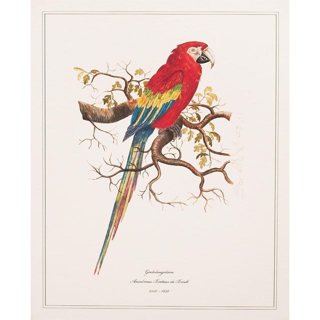 A set of 9 excellent reproduction prints after watercolors of Parrots & Parakeets by Anselmus Boetius de Boodt (1550 -...