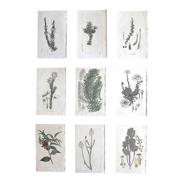 Authentic Antique Early 19th Century Hand Colored Copperplate Botanical Engravings - Set of 9 For Sale