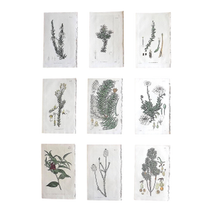 Authentic Antique Early 19th Century Hand Colored Copperplate Botanical Engravings - Set of 9