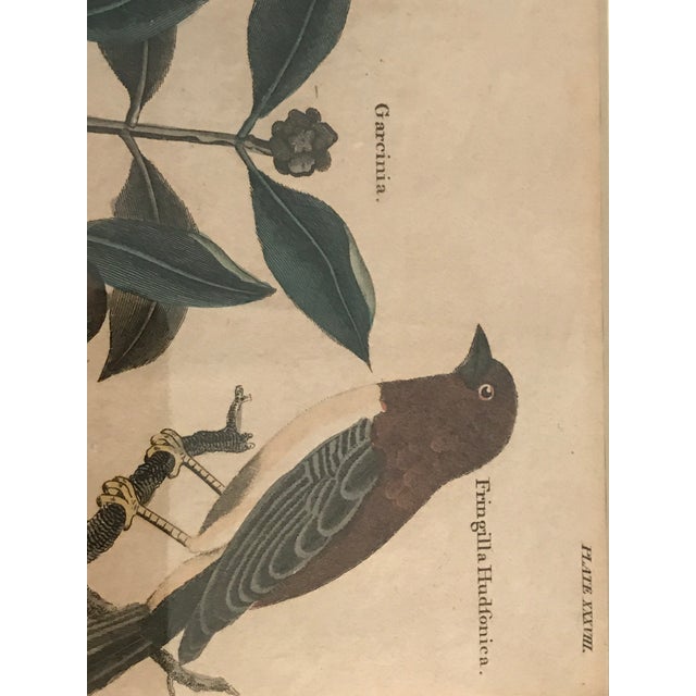 Pair 19th C Hand Colored Engravings of Extinct Species For Sale - Image 11 of 15