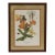 1970 Framed Under Glass Botanical Print Butterfly Weed For Sale