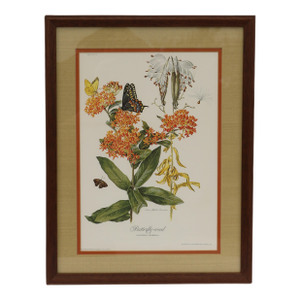 1970 Framed Under Glass Botanical Print Butterfly Weed