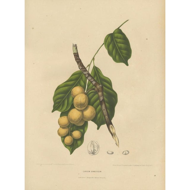 Berthe Hoola van Nooten, Asian Fruit Langsat, 1880, Chromolithograph For Sale - Image 3 of 9
