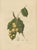 Berthe Hoola van Nooten, Asian Fruit Langsat, 1880, Chromolithograph For Sale - Image 3 of 9