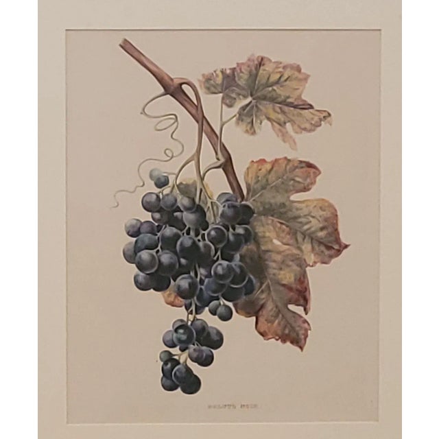 A 19th-century hand-colored French engraving of grapes.