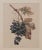 A 19th-century hand-colored French engraving of grapes.