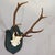 Rustic European Large Black Forest 8 Pointer Red Deer Trophy on Wooden Plaque ca.1920 For Sale - Image 3 of 6