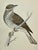 Illustration Antique Hand Tinted Bird Print From England Featuring a Brown & Tan Redwing - Circa 1888 For Sale - Image 3 of 11