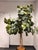 Black Faux Fiddle Leaf Fig Tree + Tapered Black Planter For Sale - Image 8 of 12