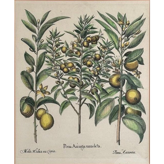 Vintage Framed Basilius Besler Botanical Lithograph Prints Hortus Eystettensis Pair For Sale - Image 11 of 18