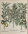 Vintage Framed Basilius Besler Botanical Lithograph Prints Hortus Eystettensis Pair For Sale - Image 11 of 18