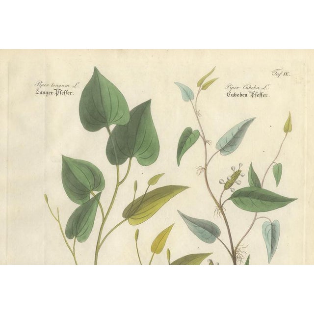 Piper Species, 1800s, Paper For Sale - Image 3 of 10