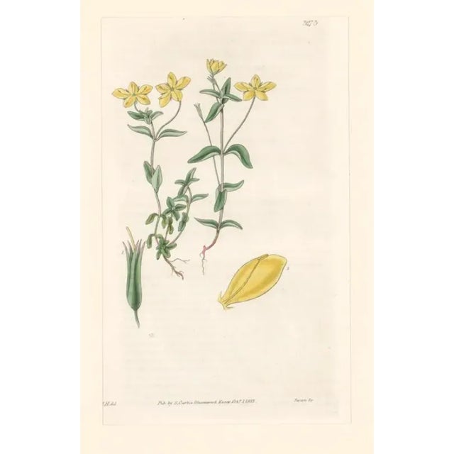 Early 19th century antique hand-colored botanical print from The Botanical Magazine; or Flower-Garden Displayed by William...