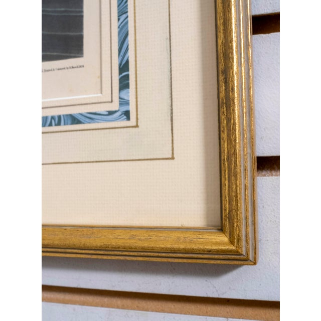 Gold John J Audobon Trumpeter Swan Havell Framed Engraving For Sale - Image 8 of 10