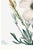 Matilija Poppy, Vintage Botanical Art Print Reproduction by Mary Vaux Walcott, 40" X 60" For Sale In Buffalo - Image 6 of 9
