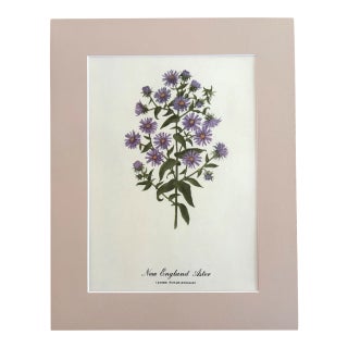 Vintage Mary Vaux Walcott Print in 11x14 Mat, Ready to Frame: New England Aster For Sale