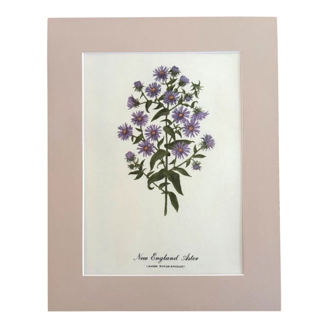 Vintage Mary Vaux Walcott Print in 11x14 Mat, Ready to Frame: New England Aster For Sale