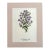 Vintage Mary Vaux Walcott Print in 11x14 Mat, Ready to Frame: New England Aster For Sale