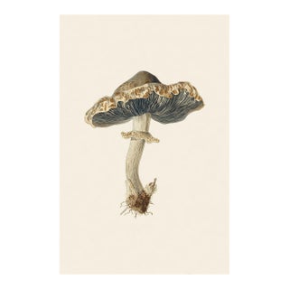 6" X 9" 'Rancid Greyling' or 'Lyophyllum Rancidum' Mushroom - Original Botanical Herbarium Watercolor & Pencil Fine Art Print For Sale